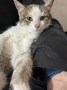 Greta (3)